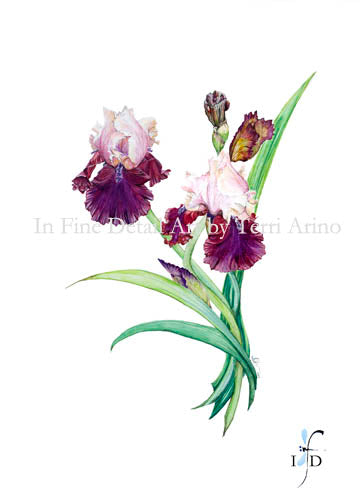 Bearded Iris Watercolor Original