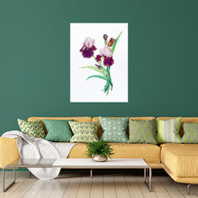 Load image into Gallery viewer, Bearded Iris Giclee' Print