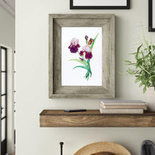 Load image into Gallery viewer, Bearded Iris Giclee' Print