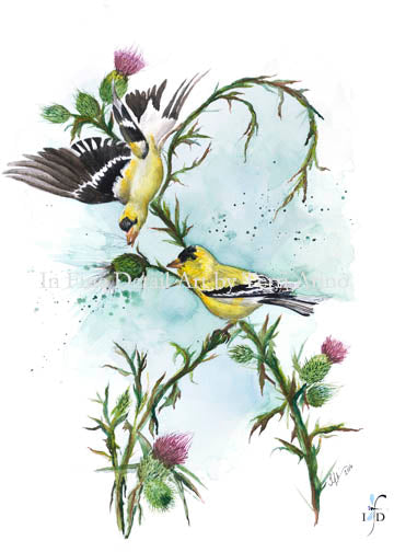 American Goldfinches & Thistle Watercolor Original