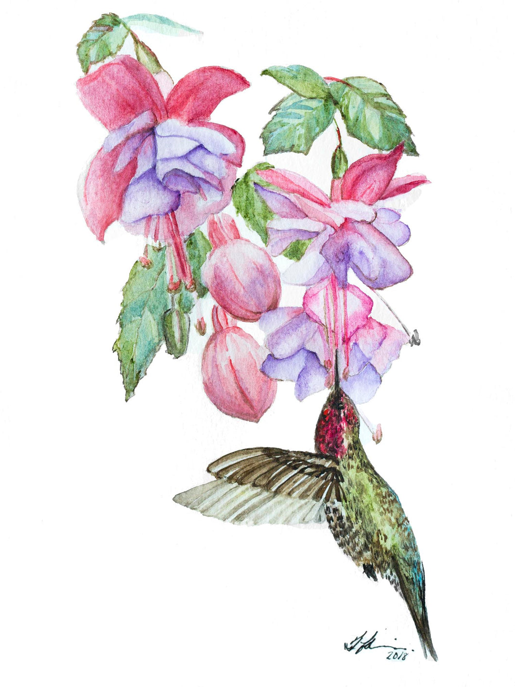 Hummingbird and Fuschia Print