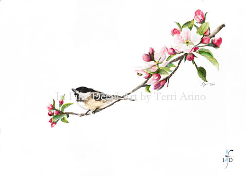 Black Capped Chickadee & Apple Blossoms Original - SOLD