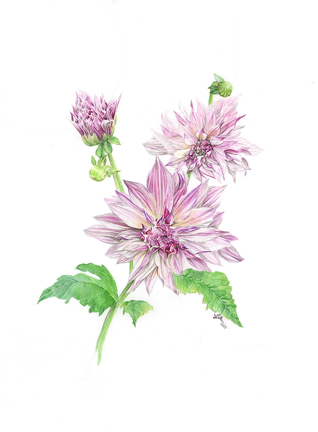 Dahlia Watercolor Original