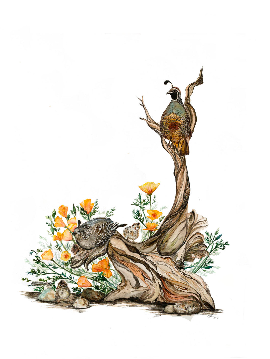 Quail and Poppies Print