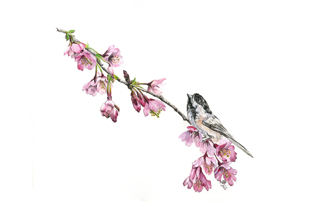 Chickadee and Cherry Blossom Print