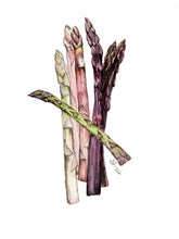 Load image into Gallery viewer, Heirloom Asparagus Print
