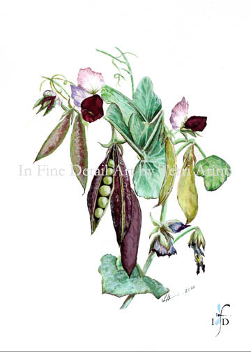 Heirloom Sweet Peas Watercolor Original - SOLD