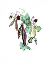 Load image into Gallery viewer, Heirloom Sweet Peas Greeting Card
