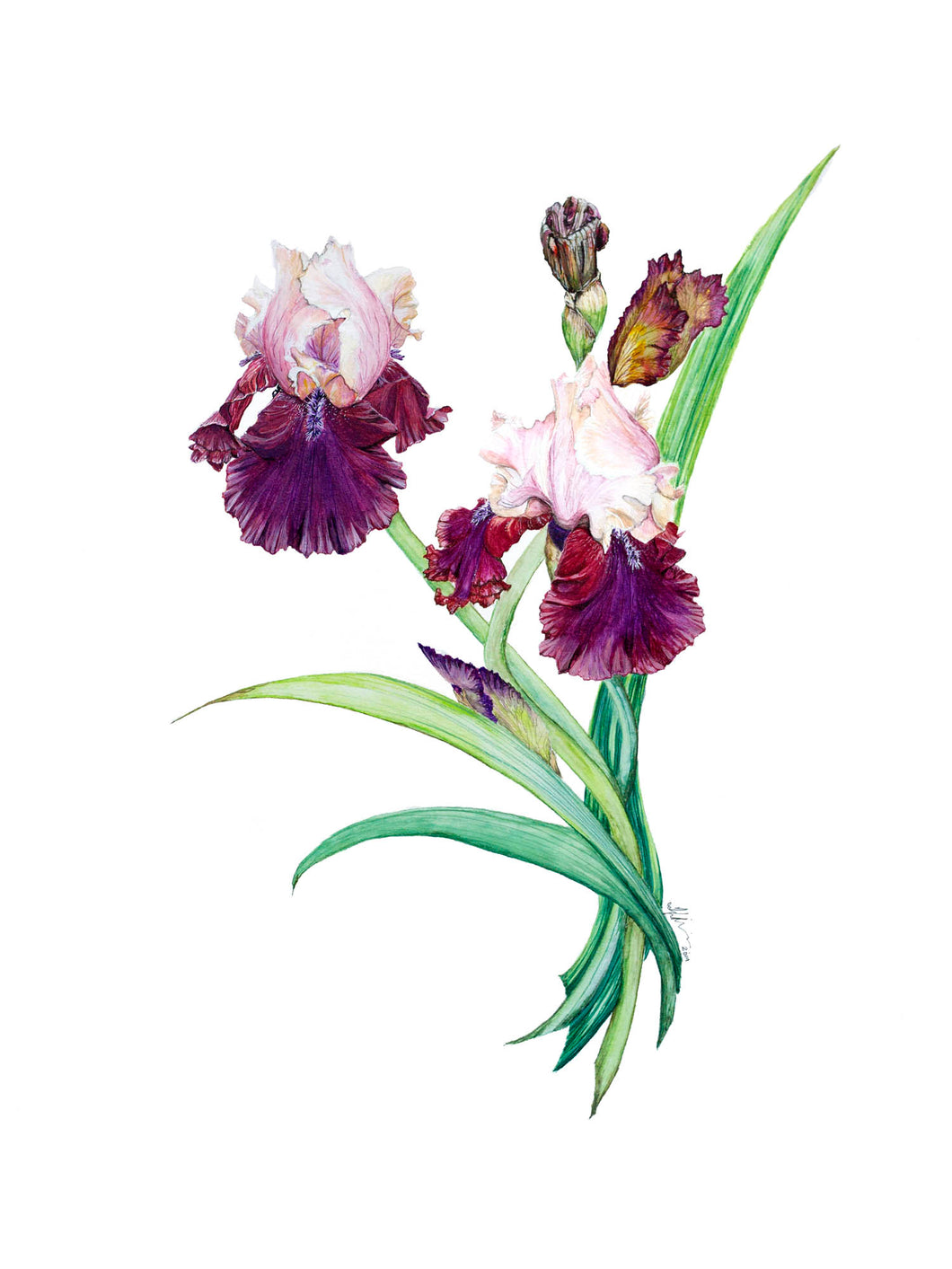 Bearded Iris Giclee' Print