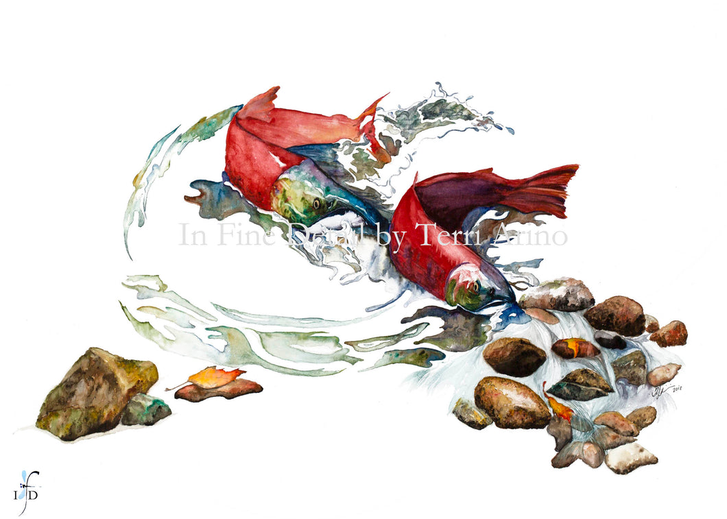 Sockeye Splash Watercolor Original - SOLD