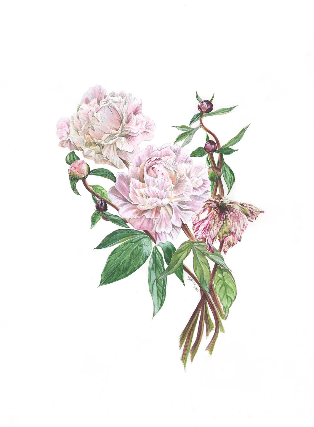 Shirley Temple Peonies Original